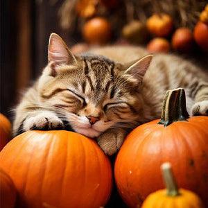 Cats Free Shipping - Paintarthub