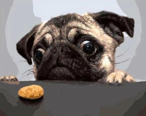 Pug and Biscuit Paint by Numbers for Adults by Paintarthub