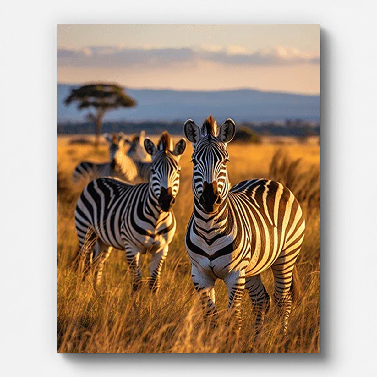 Zebra on Grassland Paint by Numbers for Adults by Paintarthub - Finished Wall Art